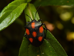 Brachystethus rubromaculatus
