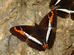 Adelpha corcyra