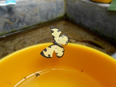 Baeotis zonata zonata