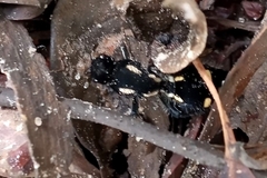 Traumatomutilla graphica