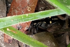 Traumatomutilla graphica