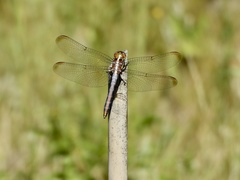 Dasythemis mincki