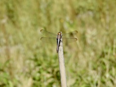 Dasythemis mincki