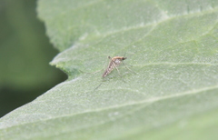 Aedes albifasciatus