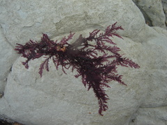 Euptilota formosissima