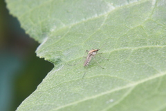 Aedes albifasciatus