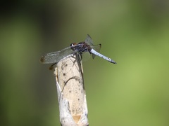 Erythrodiplax atroterminata