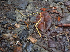 Continenticola