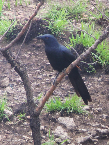 Neumann's Starling (Onychognathus neumanni) · iNaturalist