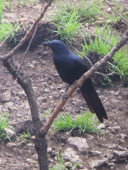 Neumann's Starling photo 1