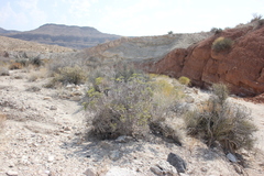 Eriogonum corymbosum nilesii