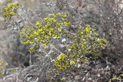 Eriogonum corymbosum nilesii
