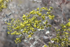Eriogonum corymbosum nilesii