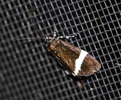 Coenotoca subaspersa