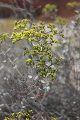 Eriogonum corymbosum nilesii