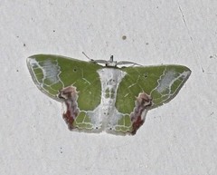 Protuliocnemis partita