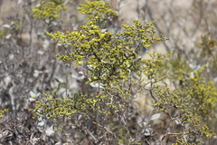 Eriogonum corymbosum nilesii