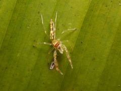 Itata