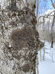 Physconia grumosa