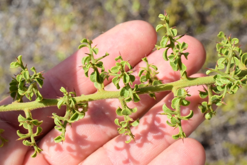 Ximenia horrida