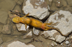 Ommatotriton ophryticus