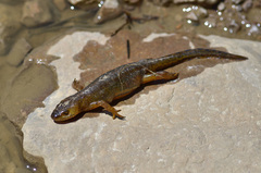 Ommatotriton ophryticus