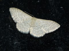 Idaea eretmopus