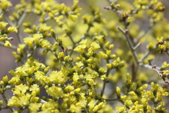 Eriogonum corymbosum nilesii