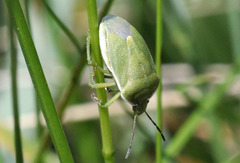 Chlorochroa
