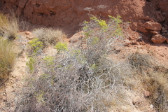 Eriogonum corymbosum nilesii