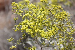Eriogonum corymbosum nilesii