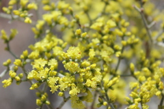 Eriogonum corymbosum nilesii
