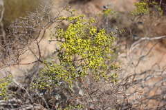 Eriogonum corymbosum nilesii