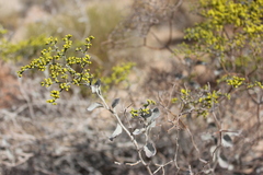 Eriogonum corymbosum nilesii