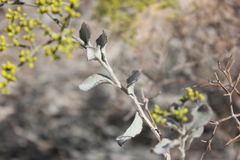Eriogonum corymbosum nilesii