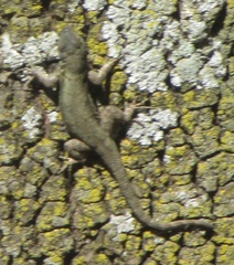 Sceloporus grammicus microlepidotus