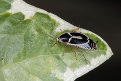 Phyllodromica marginata