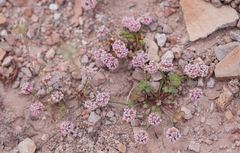 Eriogonum nortonii