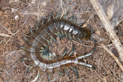 Scolopendra dalmatica