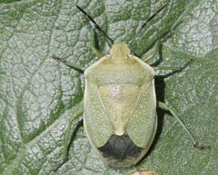 Chlorochroa