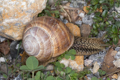 Helix pomatia