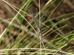 Argia joergenseni