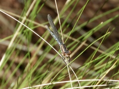 Argia joergenseni