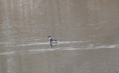 Podiceps auritus cornutus