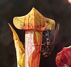 Oestroidea