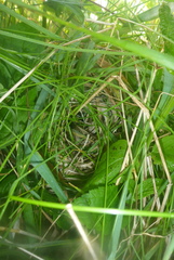 Cistothorus stellaris