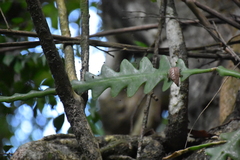 Disocactus anguliger