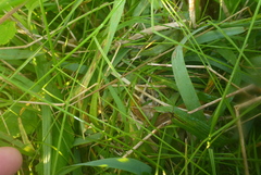 Cistothorus stellaris