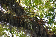 Disocactus anguliger