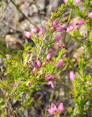 Erica nutans